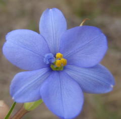 Aristea pusilla