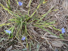 Aristea pusilla