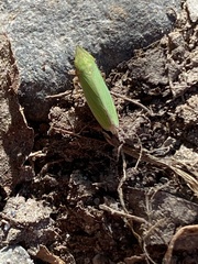 Draeculacephala antica