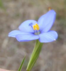 Aristea pusilla
