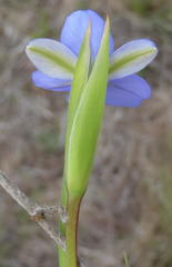 Aristea pusilla