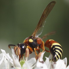 Megapterocheilus