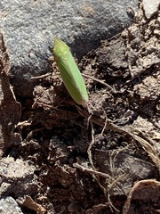 Draeculacephala antica