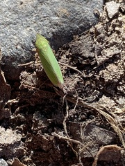 Draeculacephala antica