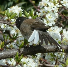 Junco hyemalis
