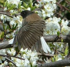 Junco hyemalis