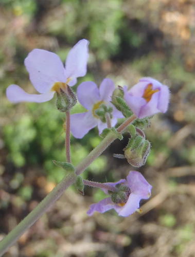Chaenostoma caeruleum (Chaenostoma caeruleum)