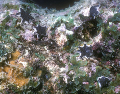 Aquilonastra colemani