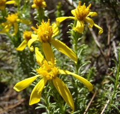 Senecio pinifolius