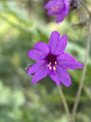 Mirabilis comata