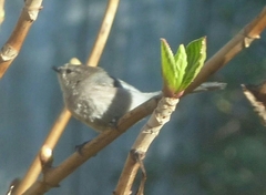 Psaltriparus minimus