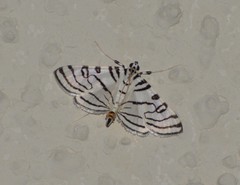 Conchylodes concinnalis