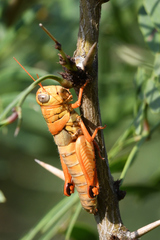 Agroecotettix modestus