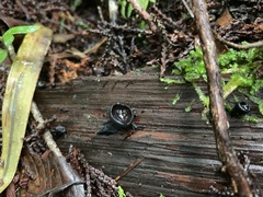 Galiella coffeata