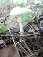 Amanita levistriata