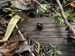 Galiella coffeata