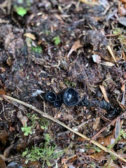 Galiella coffeata