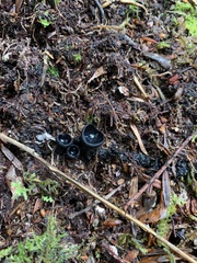 Galiella coffeata