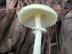 Amanita levistriata