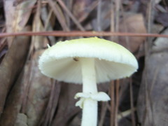Amanita levistriata