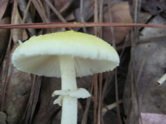 Amanita levistriata
