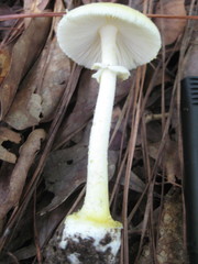 Amanita levistriata