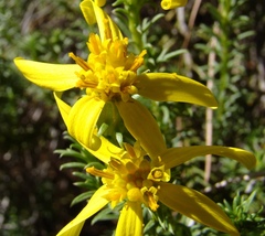 Senecio pinifolius