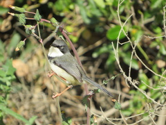 Apalis thoracica capensis