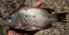 Oreochromis andersonii