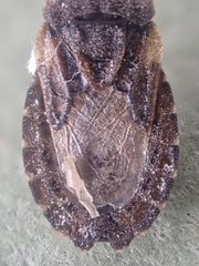 Aradus nigrinus canadensis