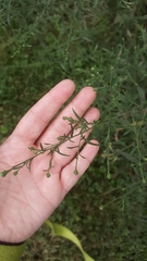 Symphyotrichum