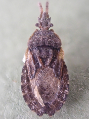 Aradus nigrinus canadensis