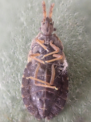 Aradus nigrinus canadensis