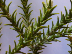 Phylica thunbergiana