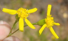 Cineraria platycarpa