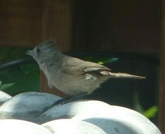 Baeolophus inornatus