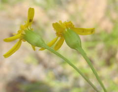 Cineraria platycarpa
