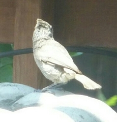 Baeolophus inornatus