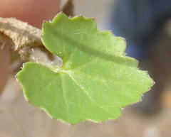 Cineraria platycarpa