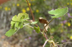 Cineraria platycarpa
