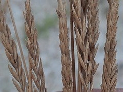 Agropyron desertorum