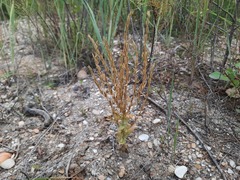 Schenkia spicata
