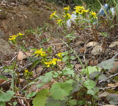 Cineraria platycarpa