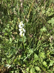 Spiranthes arcisepala