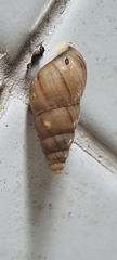 Leiostracus vimineus