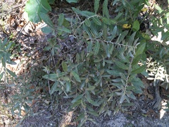 Salix humilis tristis