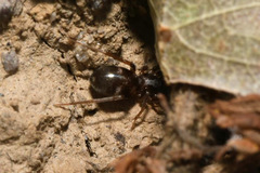 Phrurolithus festivus