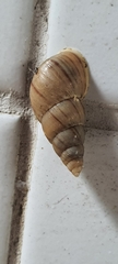 Leiostracus vimineus