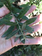 Salix humilis tristis