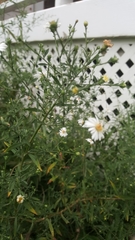 Symphyotrichum